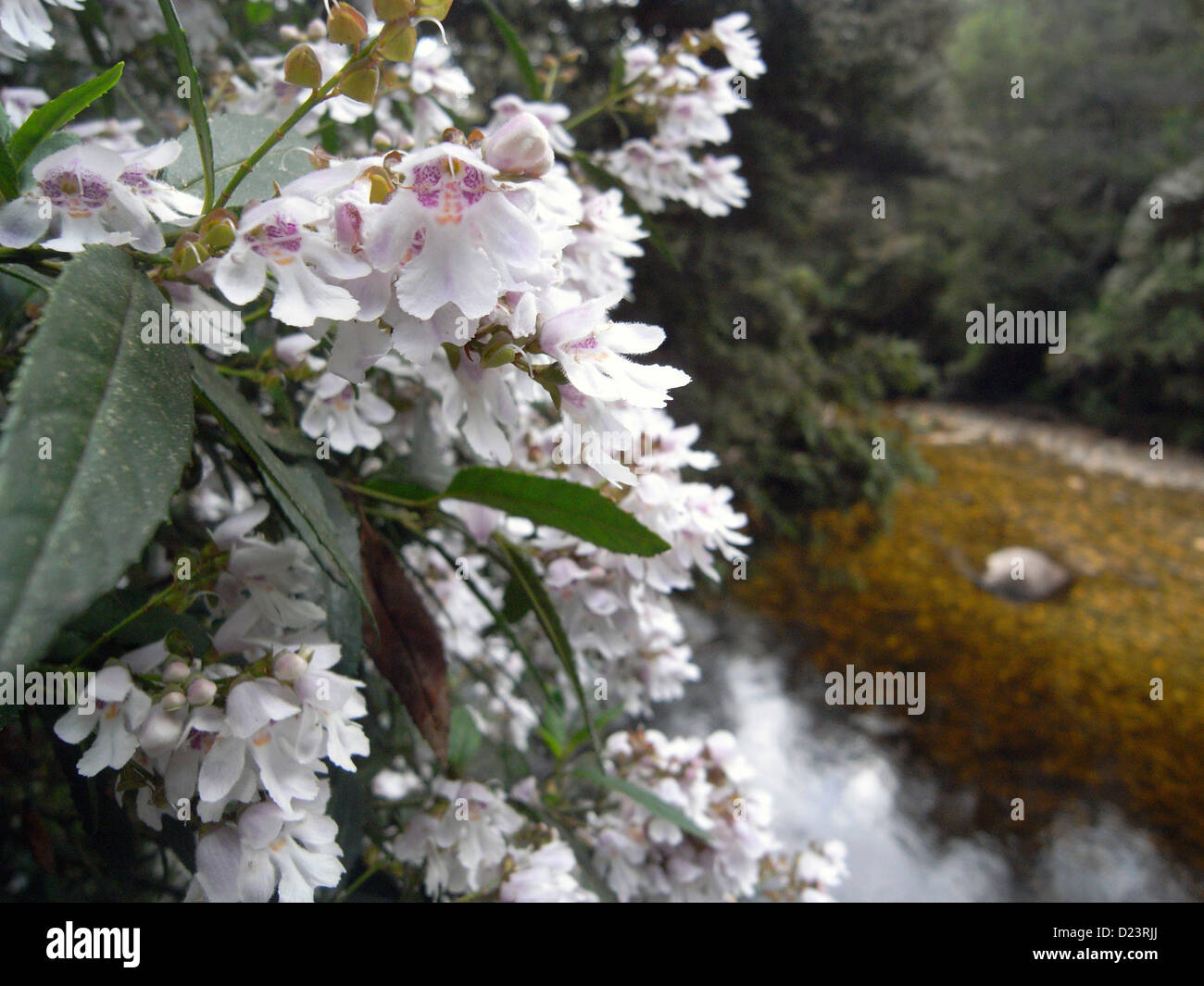 Boccola di Natale (Bursaria spinosa) fioritura accanto al fiume Franklin, vicino all'inizio del francese della PAC via, Tasmania Foto Stock