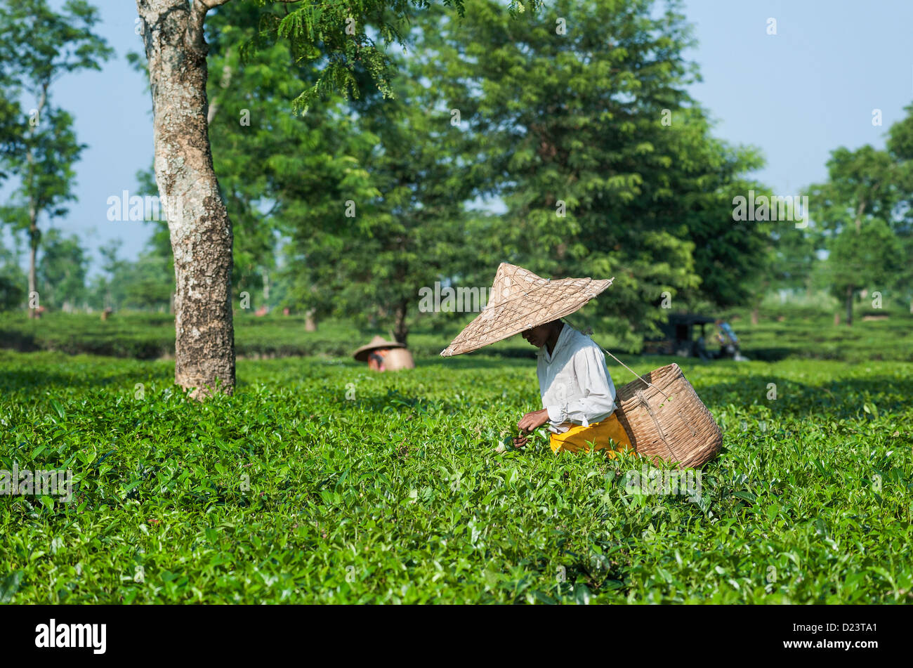 Le foglie di tè vendemmiatori a lavorare su una piantagione di tè in Jorhat, Assam, India. Esse raccolgono il raccolto in cesti di bambù. Foto Stock
