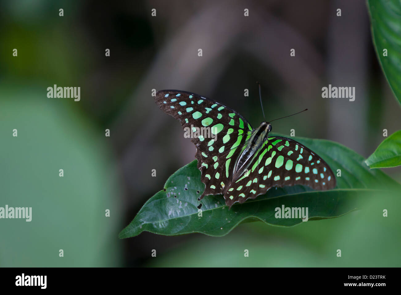 Graphium Agamennone butterfly, tailed Jay,verde macchiato il triangolo, Luzon Filippine Foto Stock