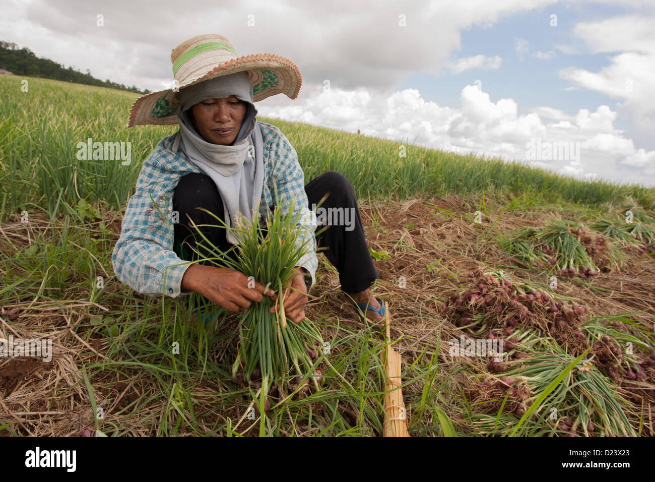 Birmani immigrati che lavorano in campo di riso in Mae Cham, Chiang Mai, nel nord della Thailandia Foto Stock