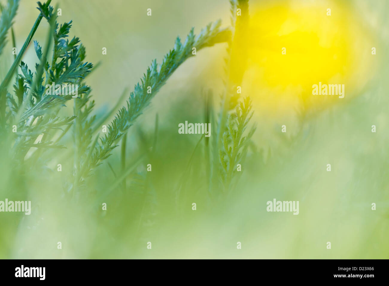 Sullo sfondo della natura con erba Foto Stock