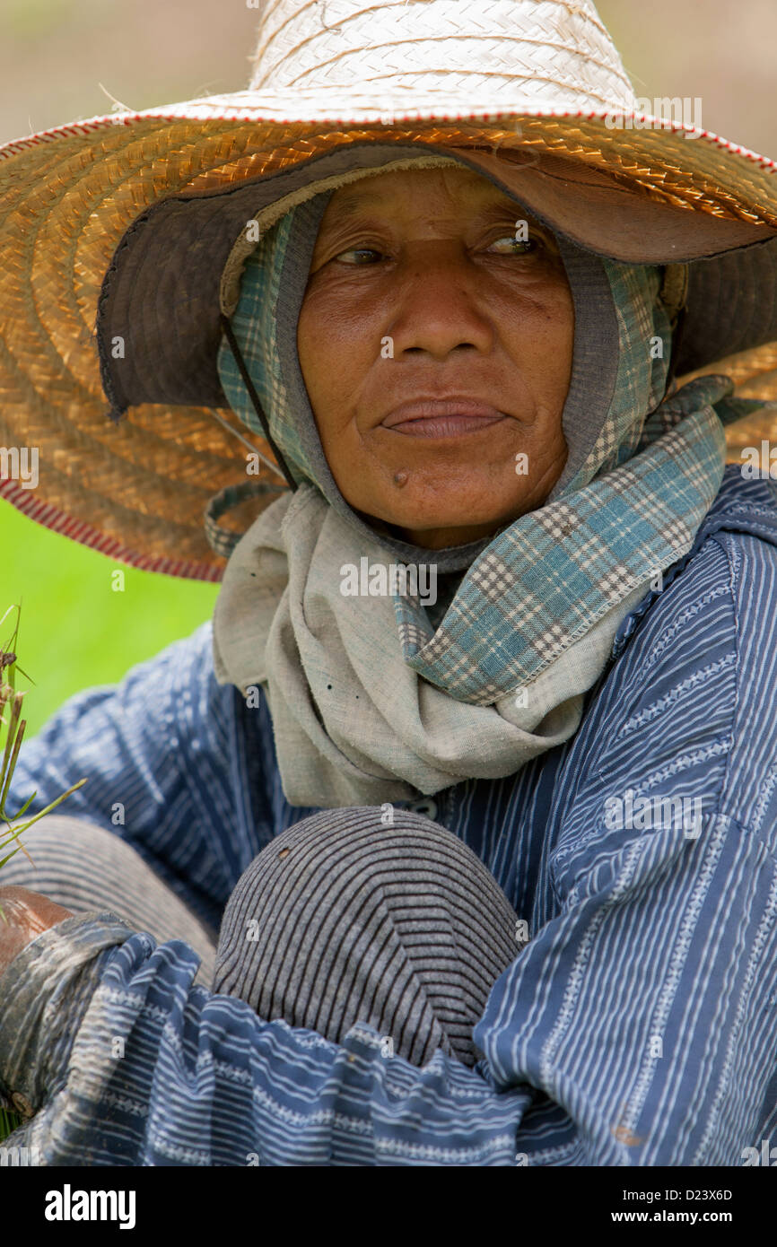 Birmani immigrati che lavorano in campo di riso in Mae Cham, Chiang Mai, nel nord della Thailandia Foto Stock