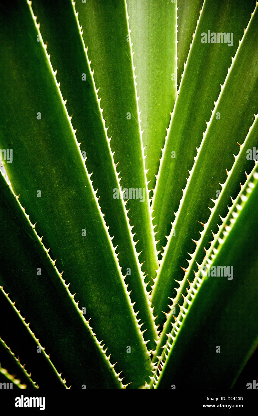 Primo piano della struttura vegetale Foto Stock