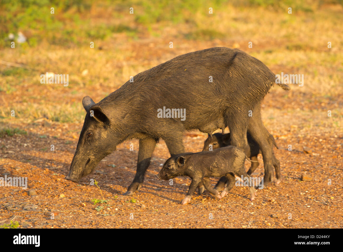 FERAL seminare con suinetti NELL INDIA MERIDIONALE Foto Stock