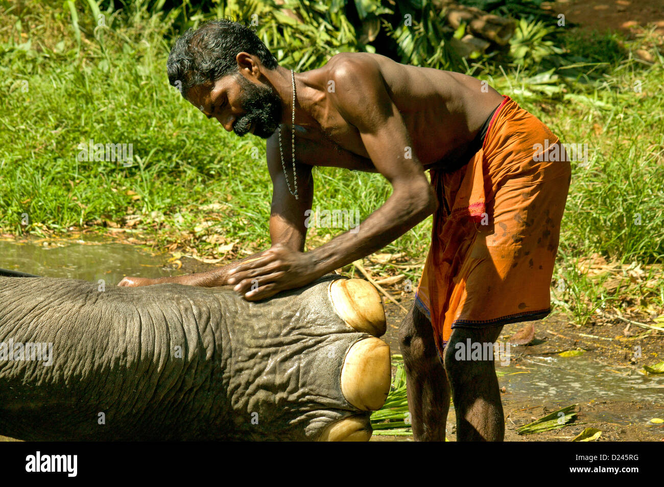 La pulizia e il lavaggio del piede di elefanti e chiodi NELL INDIA MERIDIONALE Foto Stock