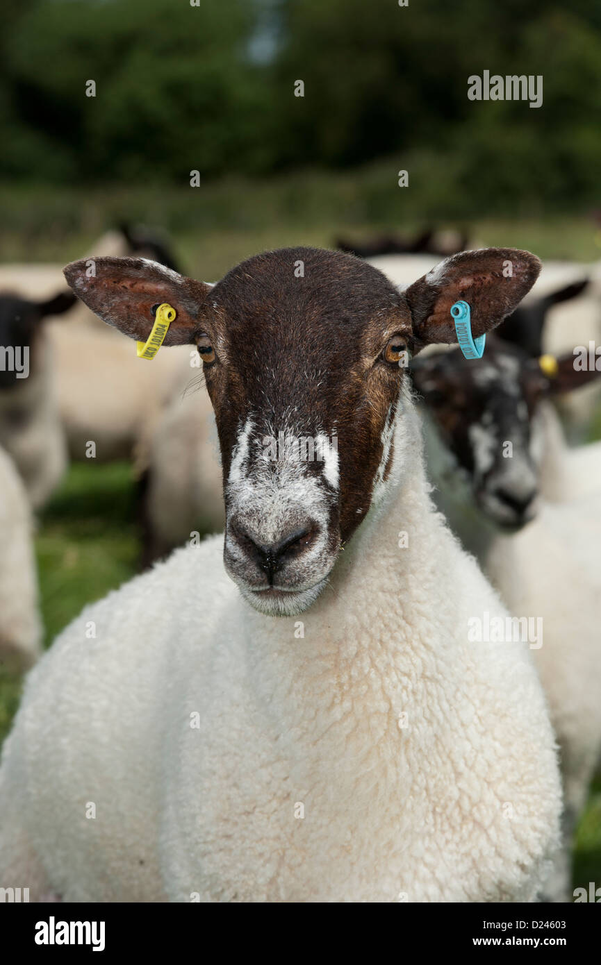 Mulo pecora mostra doppia marcatura, giallo con etichetta elettronica e blu tag corrispondente. Regno Unito. Foto Stock