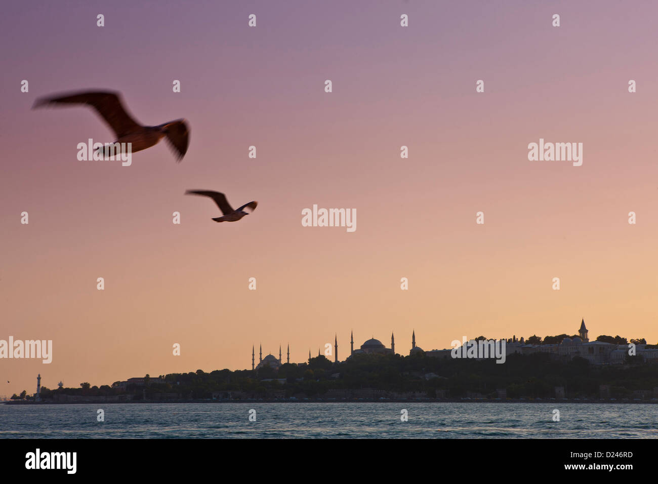 La Turchia, gabbiani volare nel cielo, Moschea blu in background Foto Stock