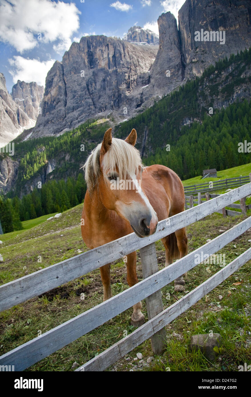 Pony al Passo Gardena vicino a Colfosco, Dolomiti, Italia Foto Stock