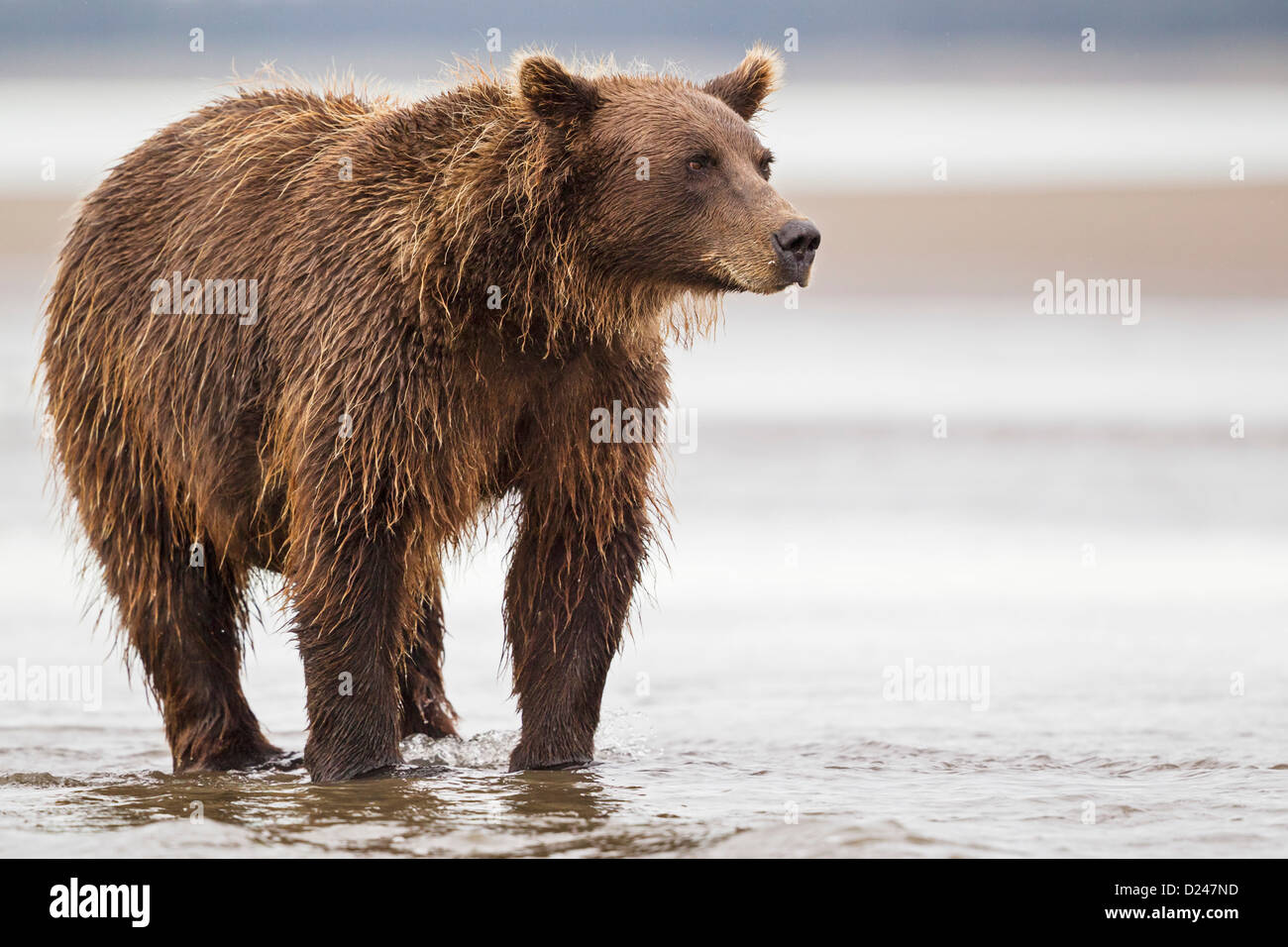 Stati Uniti d'America, Alaska, orso bruno in salmone argento creek a Parco Nazionale e Riserva del Lago Clark Foto Stock