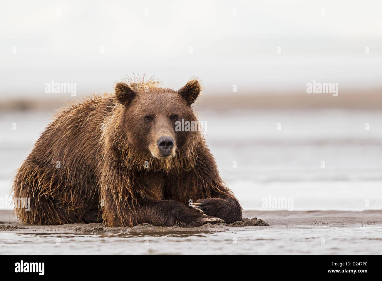 Stati Uniti d'America, Alaska, orso bruno in salmone argento creek a Parco Nazionale e Riserva del Lago Clark Foto Stock