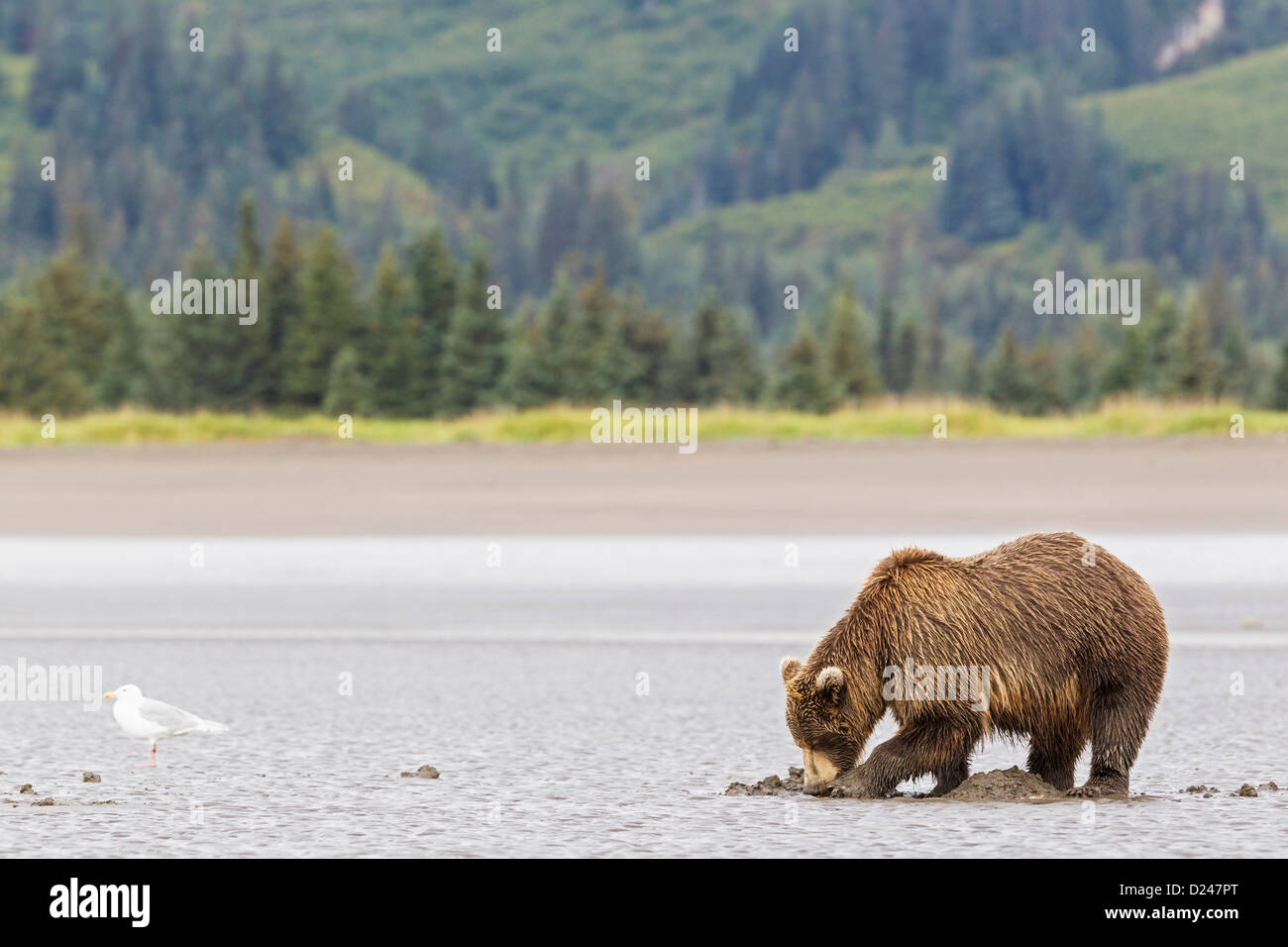 Stati Uniti d'America, Alaska, orso bruno scavo per le vongole al Parco Nazionale e Riserva del Lago Clark Foto Stock