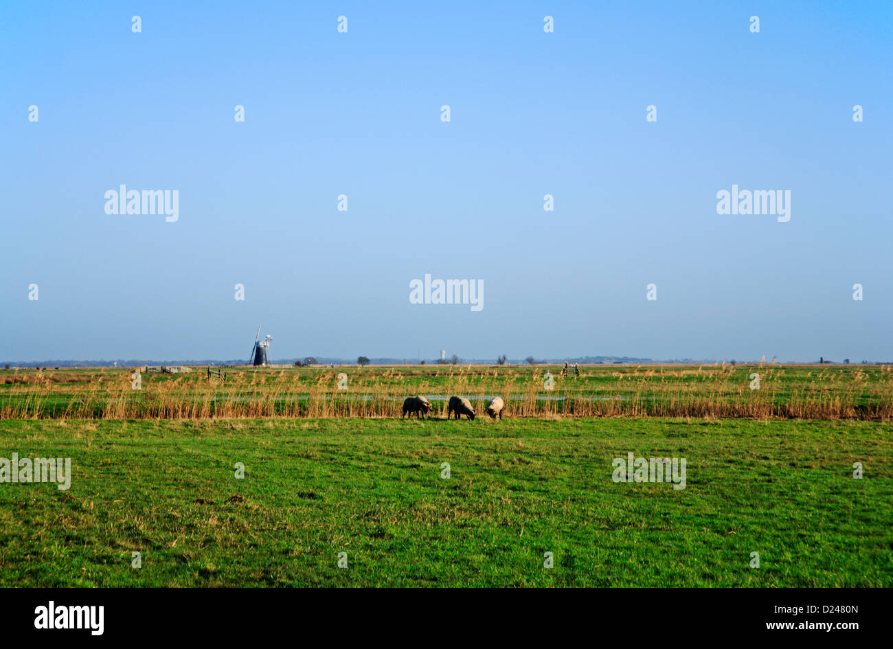 Una vista verso Halvergate paludi da Wickhampton, Norfolk, Inghilterra, Regno Unito. Foto Stock