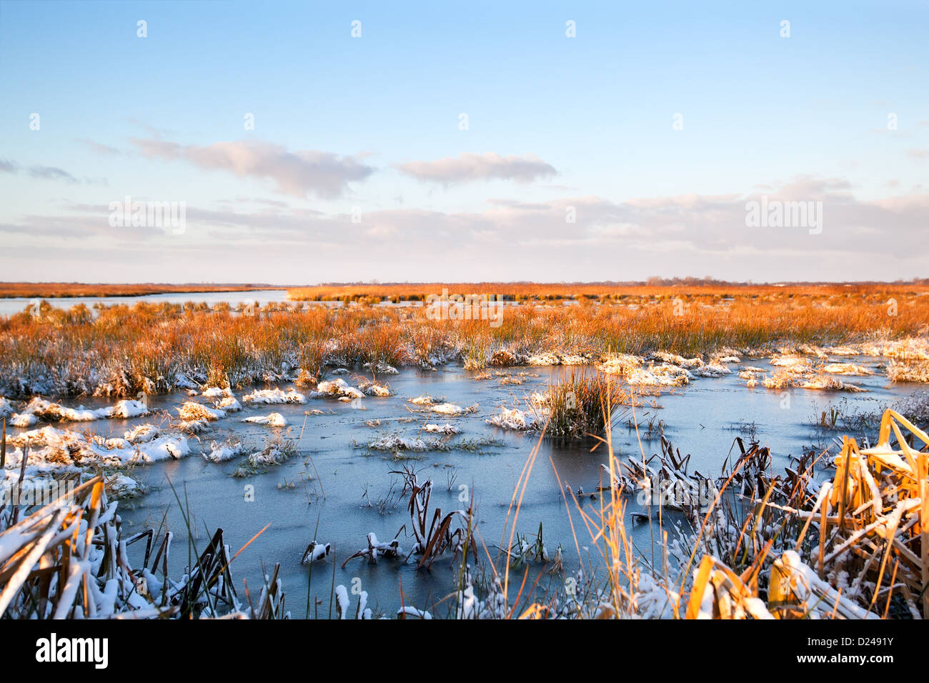 Palude congelato durante il periodo invernale in Drenthe Foto Stock