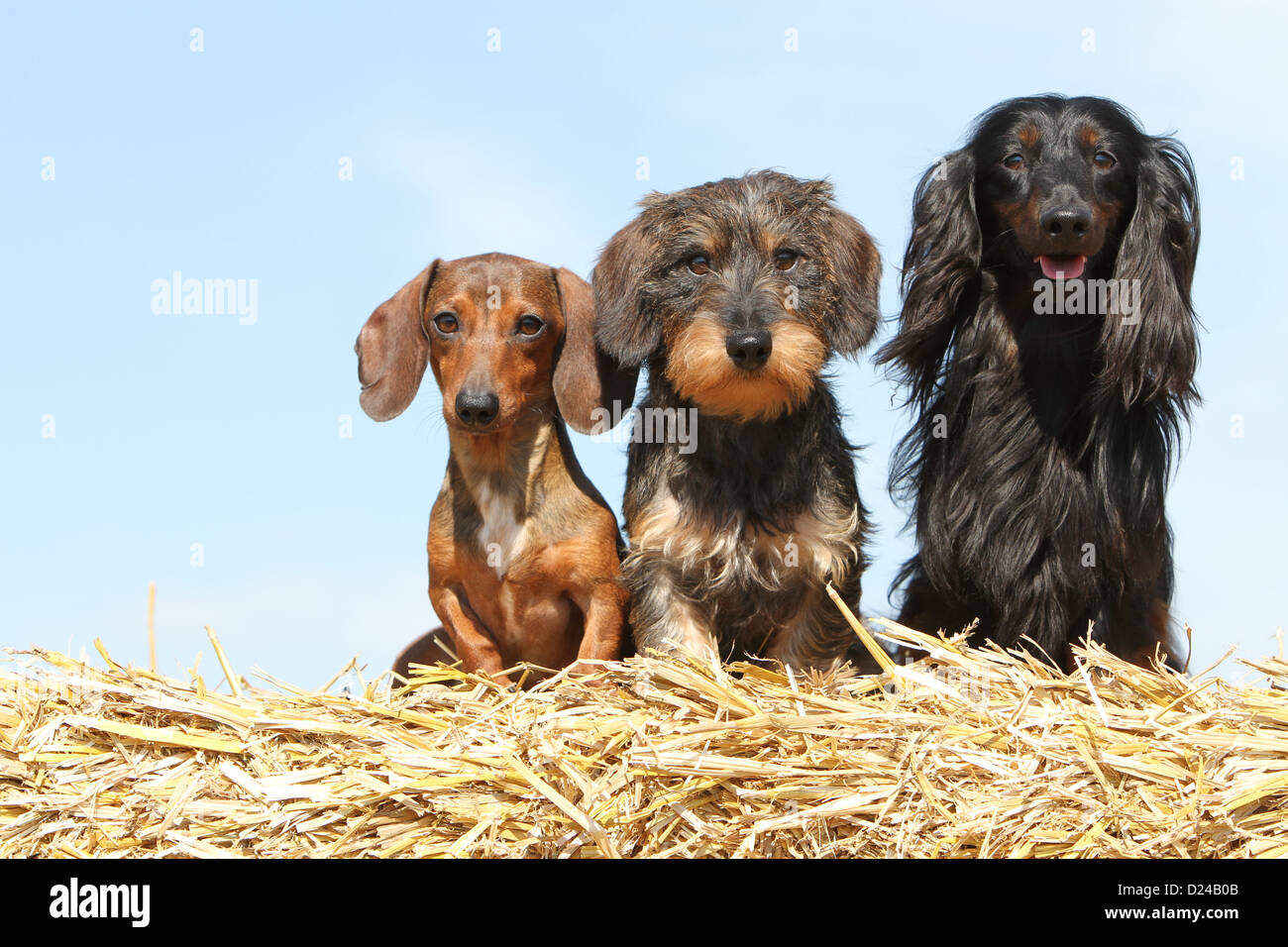 Cane Bassotto / Dackel / Teckel tre adulti diversi peli (breve, filo e capelli lunghi) e diversi colori (tre colori) Foto Stock