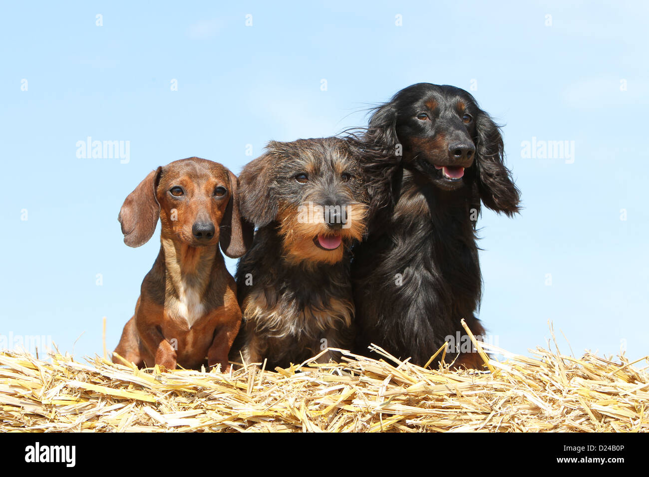 Cane Bassotto / Dackel / Teckel tre adulti diversi peli (breve, filo e capelli lunghi) e diversi colori (tre colori) Foto Stock