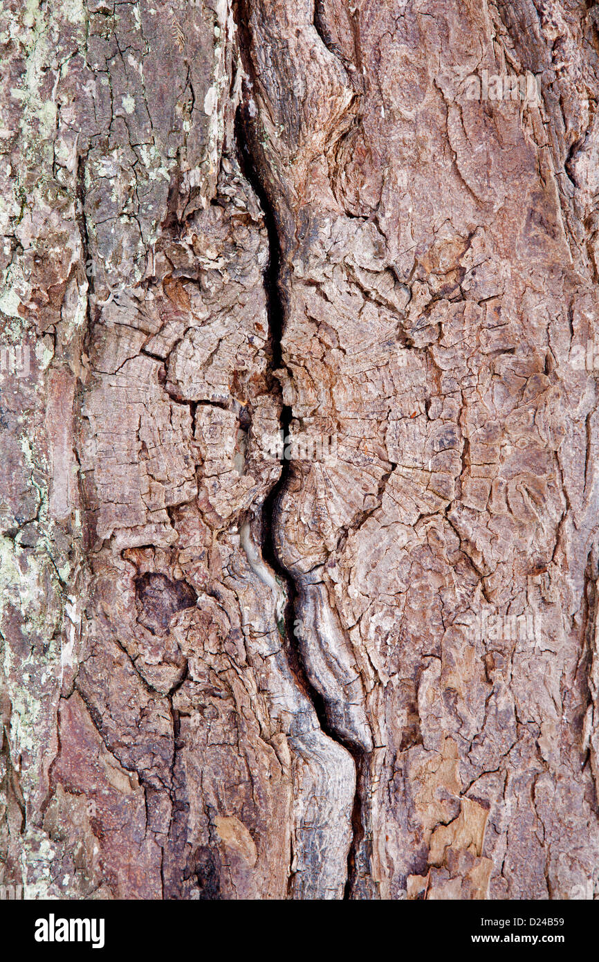 Dettaglio della corteccia di albero Foto Stock