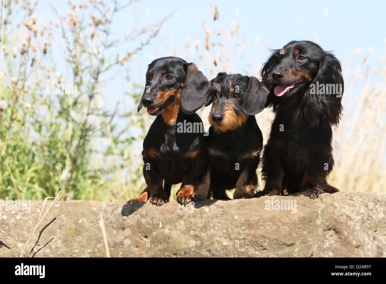 Cane Bassotto / Dackel / Teckel tre adulti diversi peli (breve, filo e capelli lunghi) nero e marrone chiaro su di una roccia Foto Stock