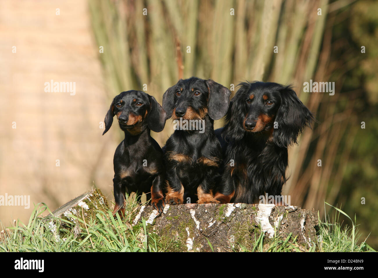 Cane Bassotto / Dackel / Teckel tre adulti diversi peli (breve, Filo e capelli lunghi) nero e marrone su un legno Foto Stock