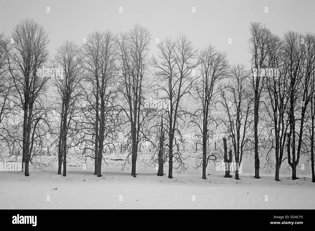 Vicolo del castagno nel paesaggio invernale Foto Stock