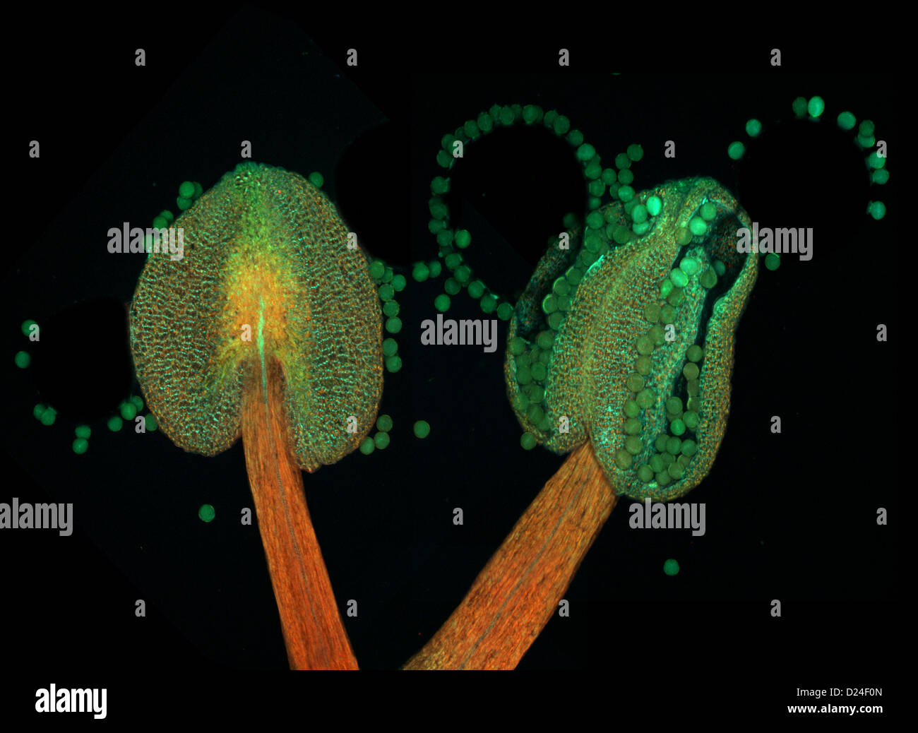 Antere di thale cress (Arabidopsis thaliana), micrografia a fluorescenza Foto Stock