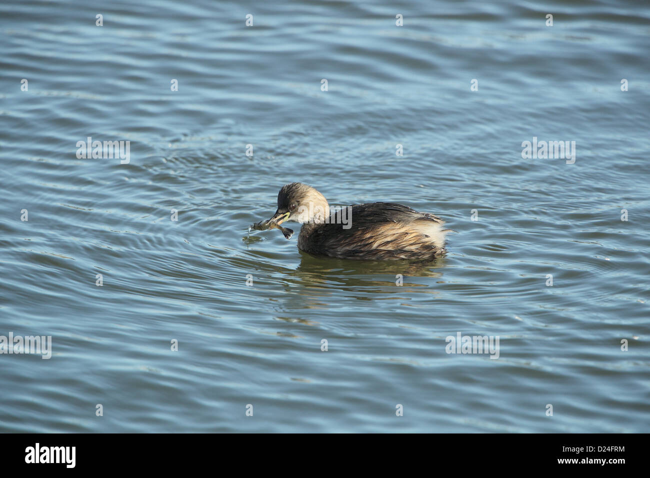 Tuffetto (Tachybaptus ruficollis) adulto, piumaggio invernale, si nutrono di gamberetti, porto di Weymouth Dorset, Inghilterra, Ottobre Foto Stock Tuffetto (Tachybaptus ruficollis) adulto, piumaggio invernale, si nutrono di gamberetti, porto di Weymouth Dorset, Inghilterra, Ottobre Foto Stock