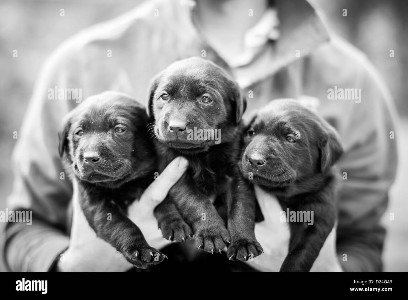 Tre 8 otto settimane vecchio Labrador cuccioli nel libretto di mani Foto Stock