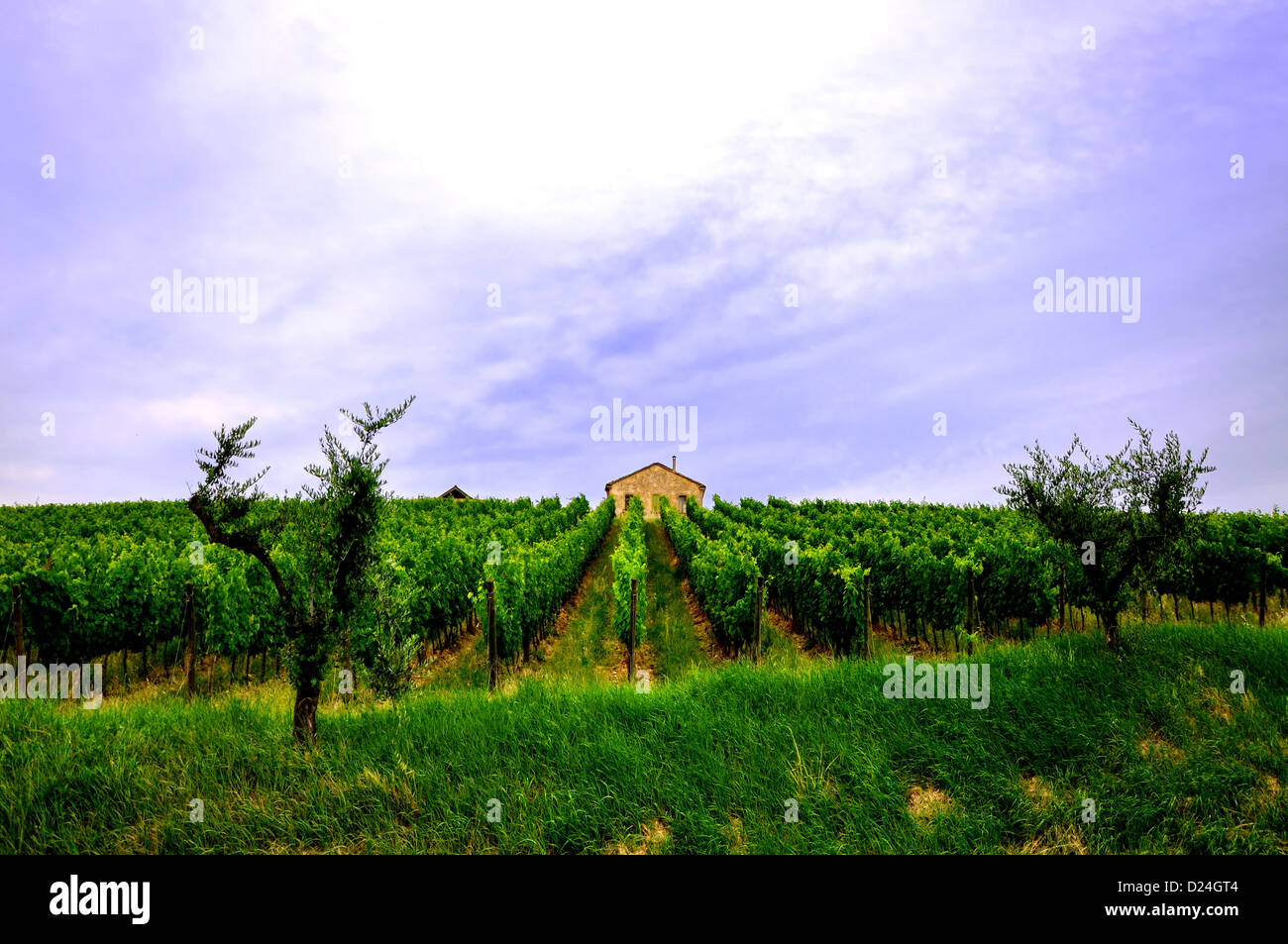 Vigneto e una casa isolata a Bertinoro, Italia Foto Stock