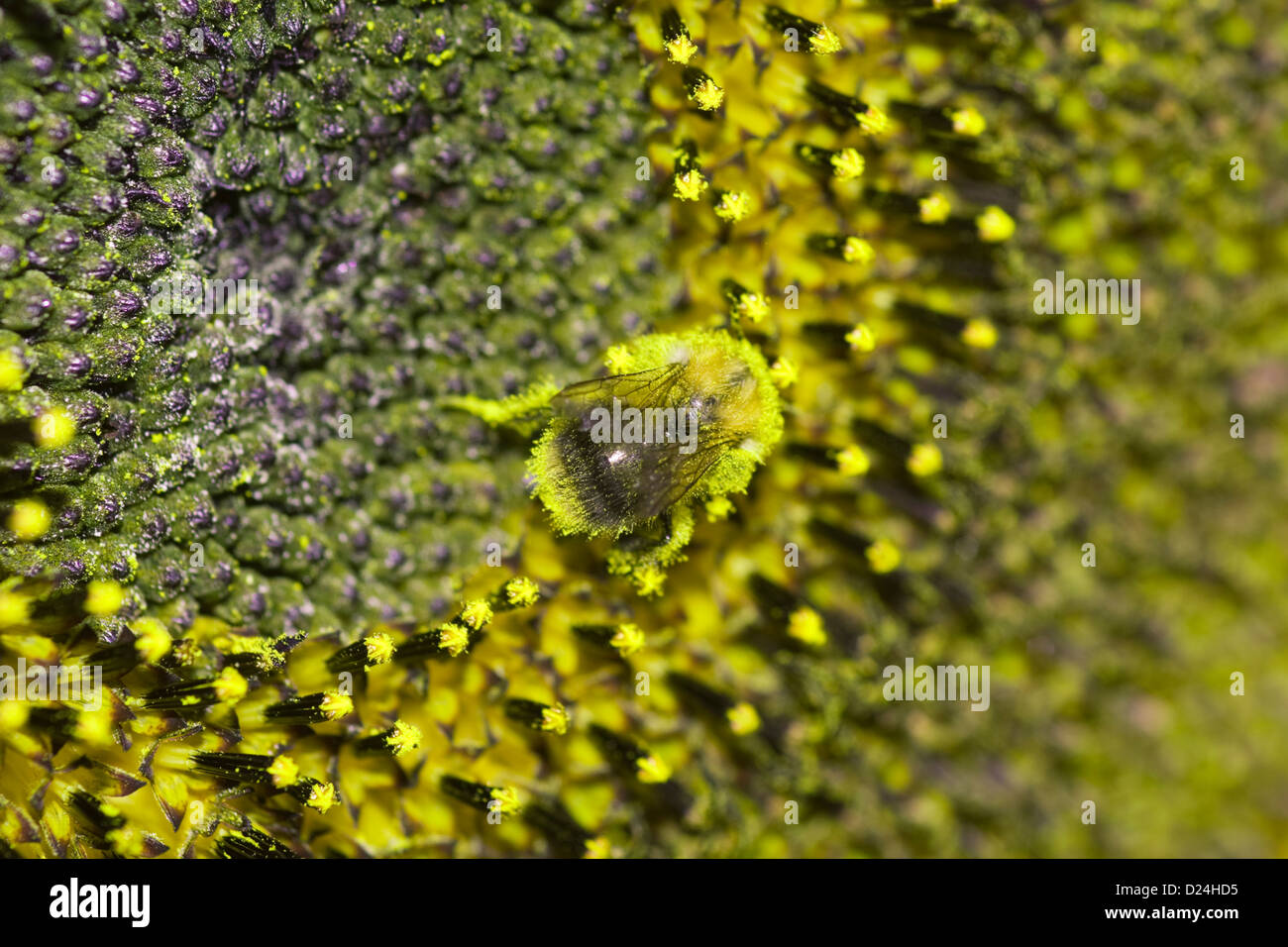 Il polline laden Bumble Bee su un girasole Foto Stock