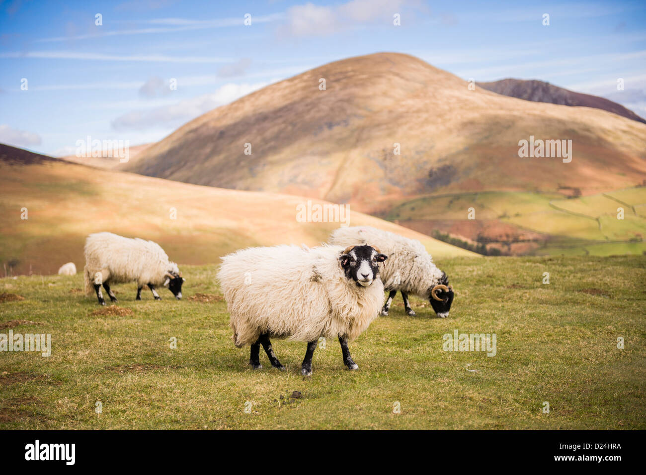 Pecore al pascolo con un scenario montuoso, Near Keswick, Lake District, REGNO UNITO Foto Stock