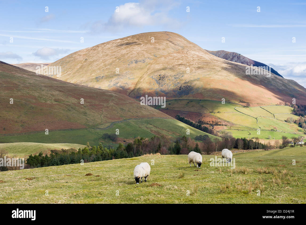 Pecore al pascolo con un scenario montuoso, Near Keswick, Lake District, REGNO UNITO Foto Stock