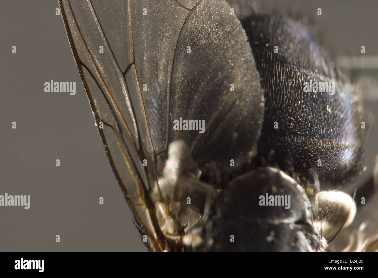 Ripresa macro di una ala di mosca Foto Stock