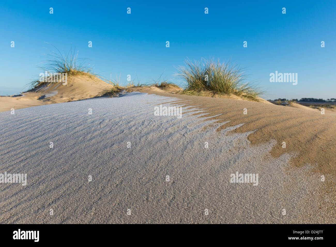 Dune di sabbia coperte con con rime frost, Pozzi-next-il-mare, Norfolk, Inghilterra, Dicembre Foto Stock