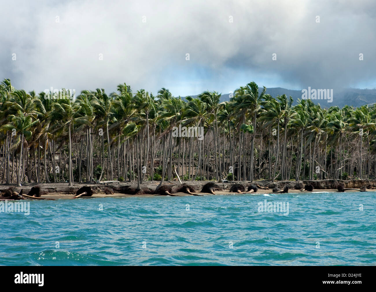 Dead Plam Alberi dopo una eruzione vulcanica del Vulcano Tavurvur, Rabaul, isola di Nuova Bretagna, Papua Nuova Guinea Foto Stock