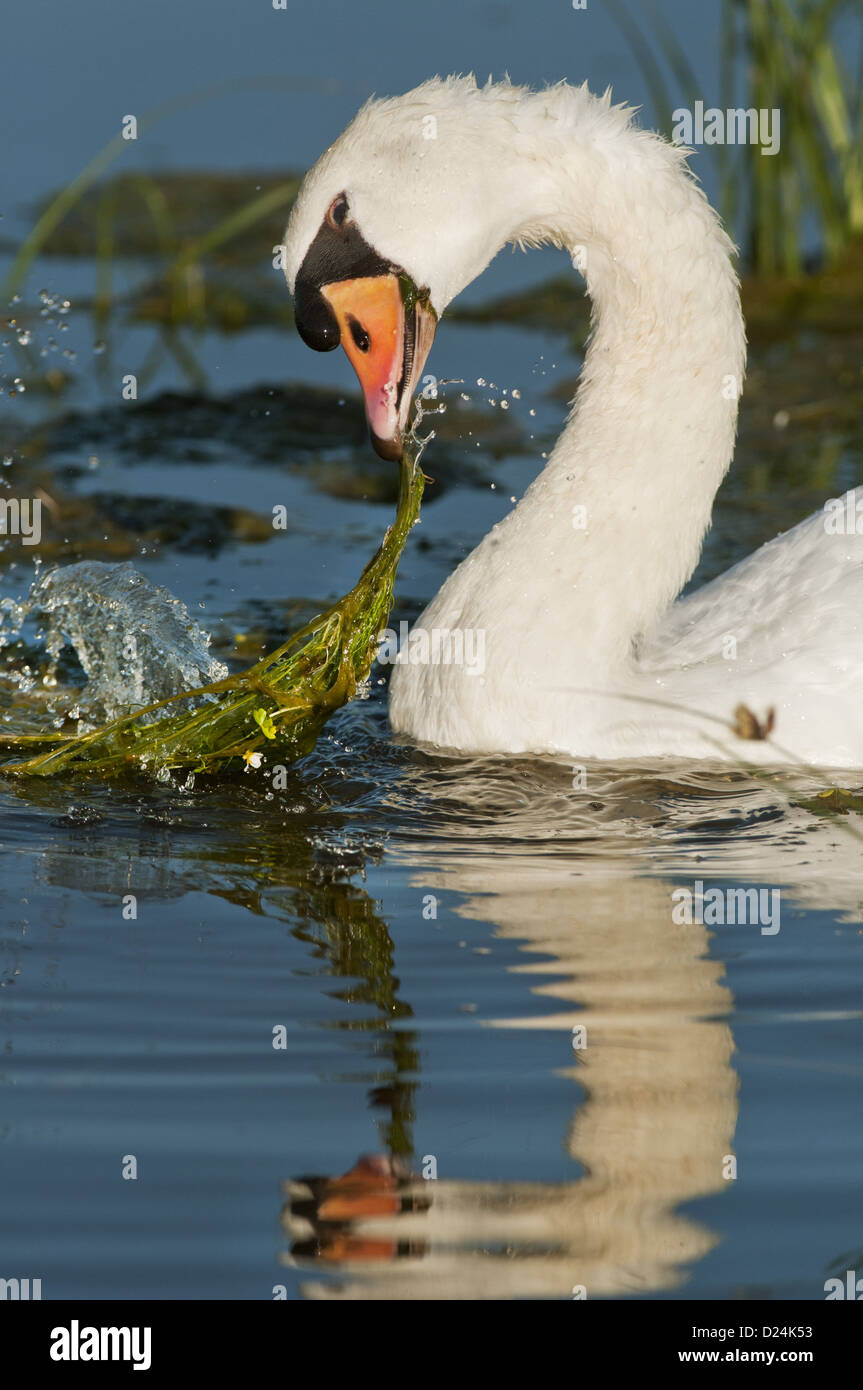 Cigno Cygnus olor alimentazione adulto a strattoni vegetazione nel fosso allagato Elmley paludi riserva naturale nazionale Isle Sheppey Foto Stock