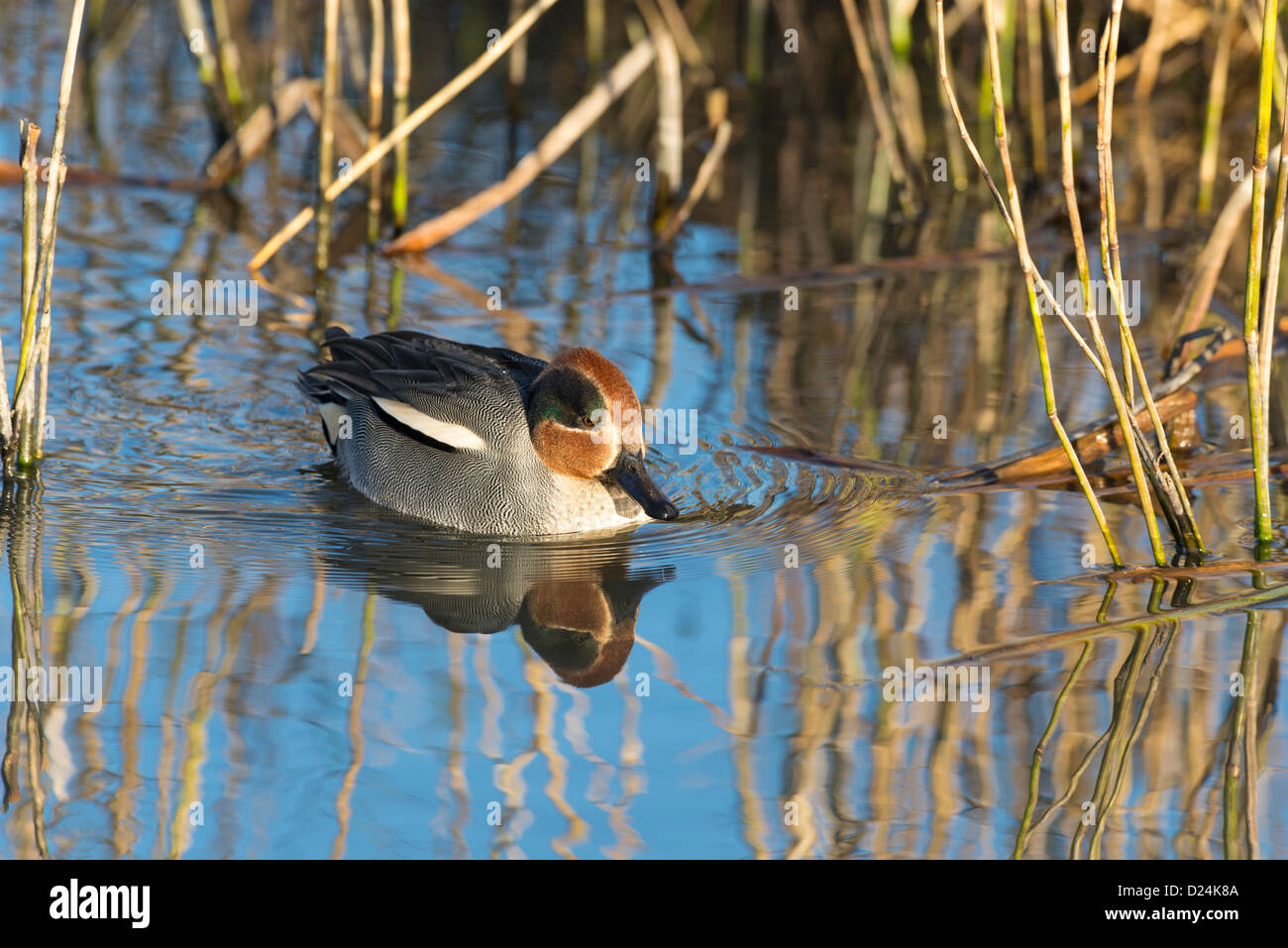 Eurasian Teal o comune (Teal Anas crecca), maschio sull'acqua, Norfolk, Inghilterra, Dicembre Foto Stock