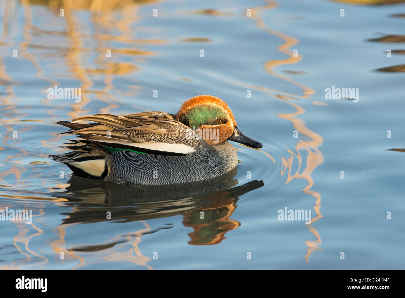 Eurasian Teal o comune (Teal Anas crecca), maschio sull'acqua, Norfolk, Inghilterra, Dicembre Foto Stock