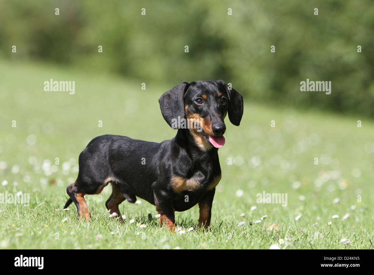 Cane Bassotto Dackel Teckel Shorthaired Adulto Nero E Marrone