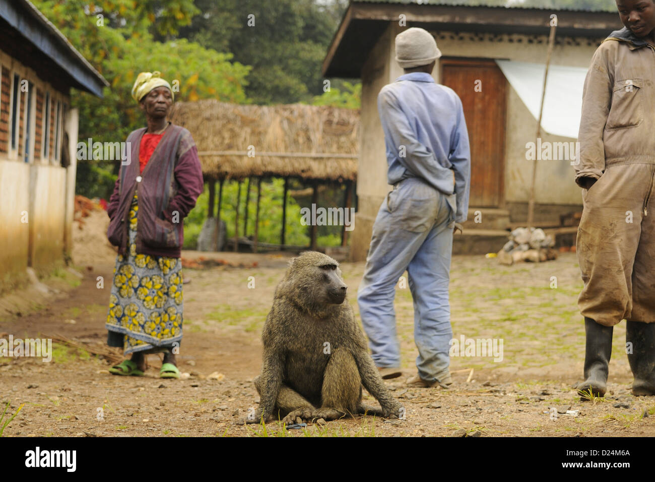 Olive Baboon papio anubis adulto seduto in villaggio con gli abitanti di un villaggio di Kahuzi-Biega N.P Kivu Repubblica Democratica del Congo Foto Stock