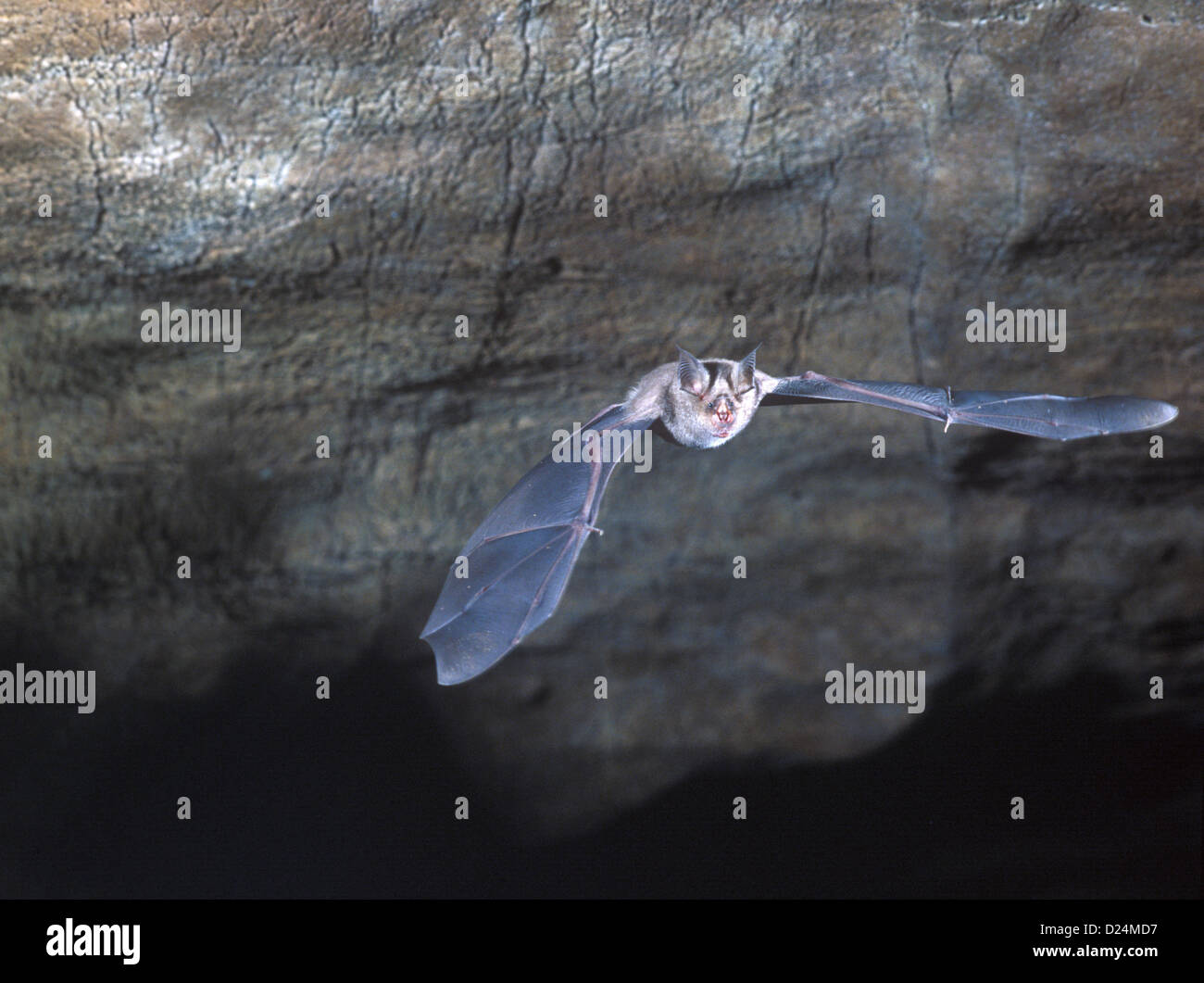 BatHorseshoe maggiore (Rhinolophus ferrum-equipum) battenti in grotta. Foto Stock