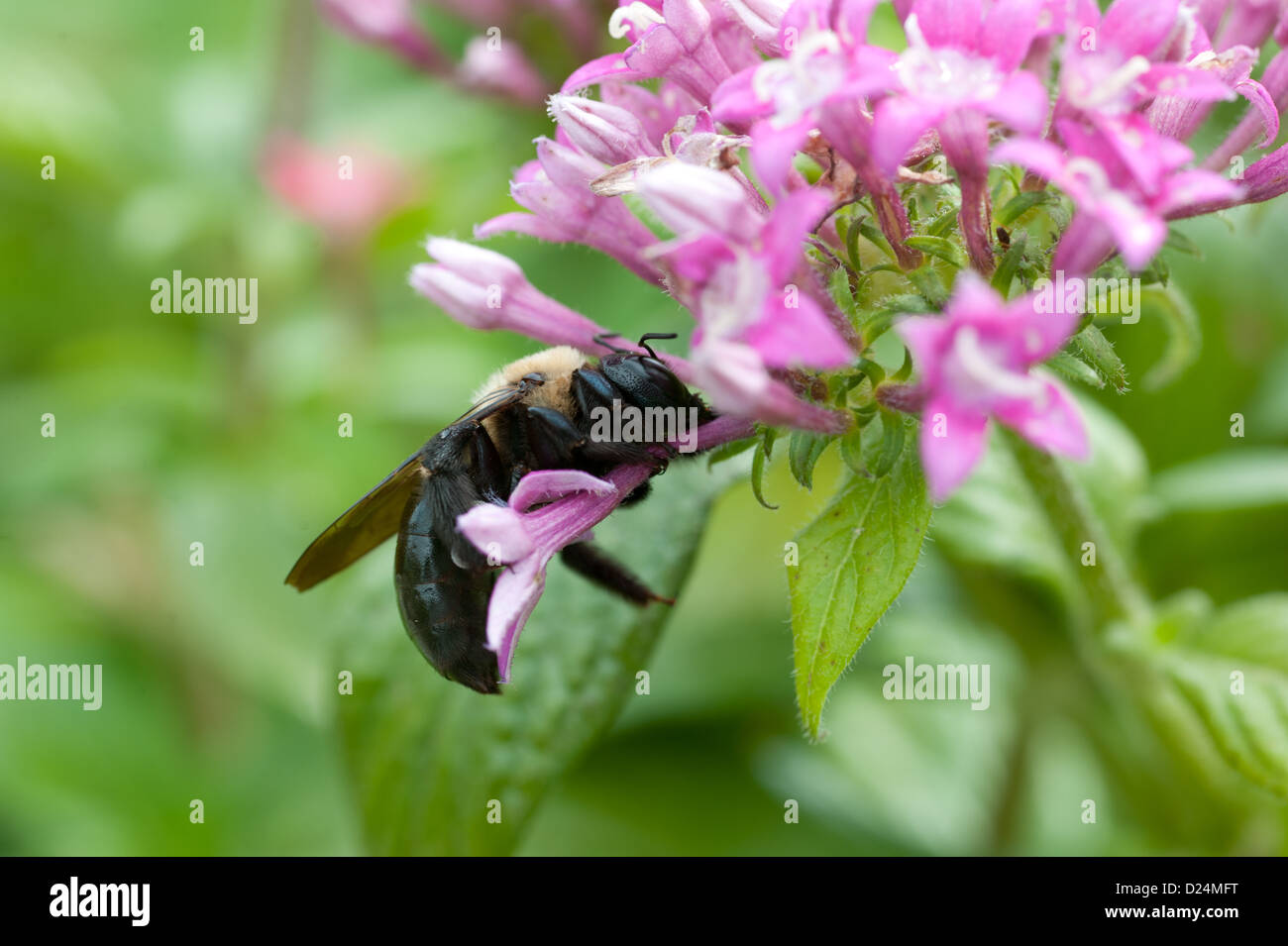 Bumble Bee getting il polline di un fiore rosa fiore cresce su un fiore reciso farm Foto Stock