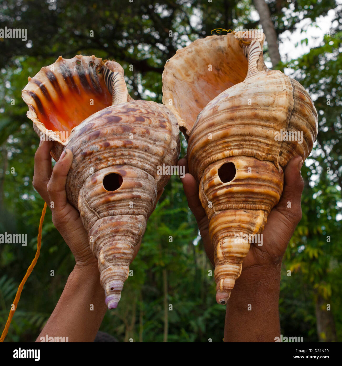 Ragazzo tenendo due conchiglie giganti, Alotau, Milne Bay, provincia di  Papua Nuova Guinea Foto stock - Alamy