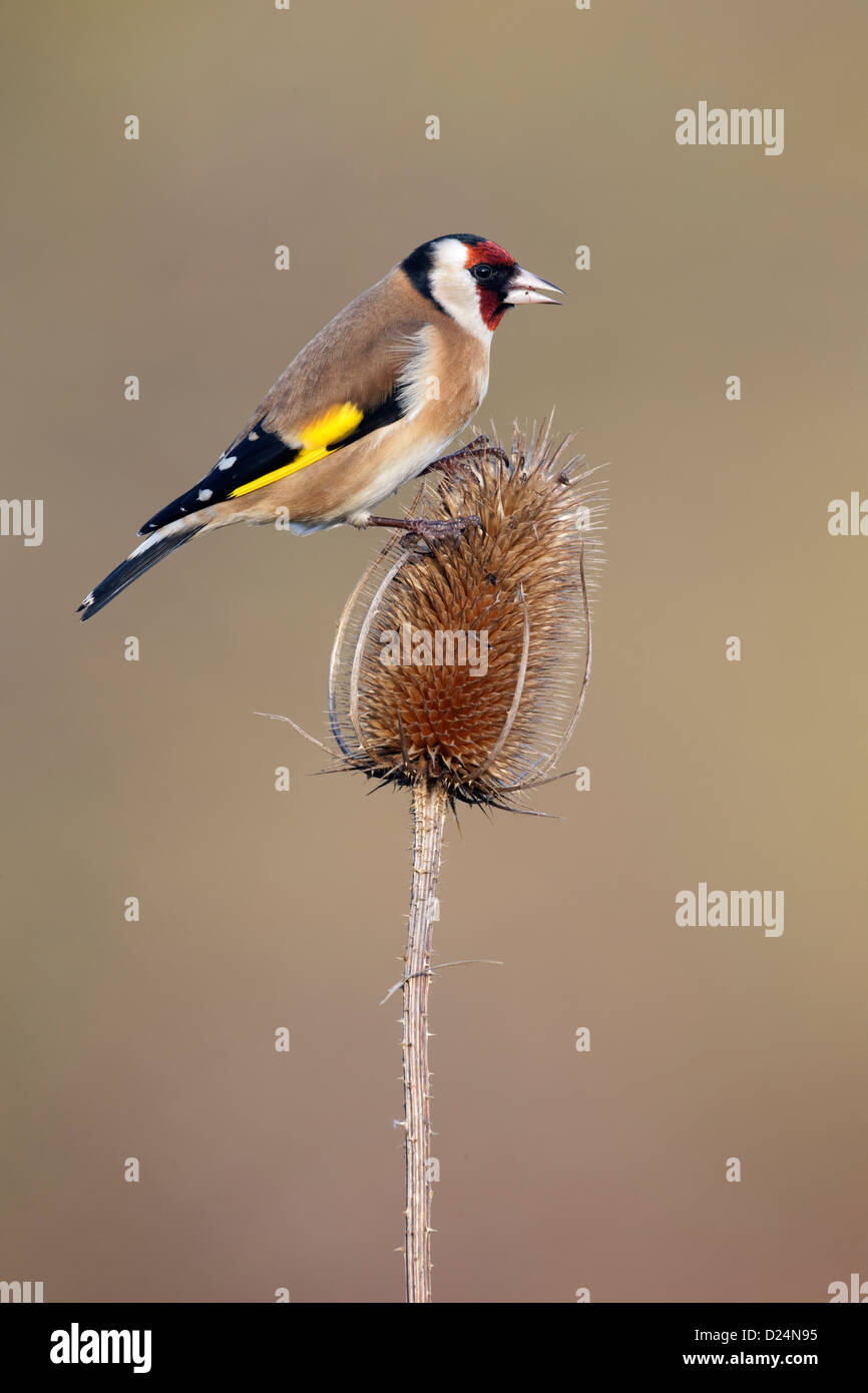 Cardellino, Carduelis carduelis, singolo uccello su Teasel, Warwickshire, Gennaio 2013 Foto Stock