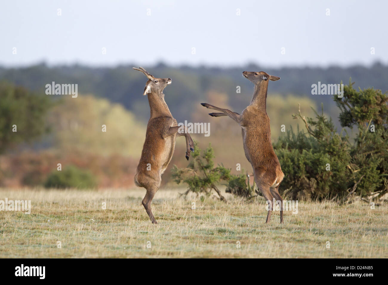 Red Deer Cervus elaphus cerbiatto hind 'boxe' in piedi sulle gambe posteriori in pascoli durante la stagione di solchi Minsmere RSPB RISERVA Foto Stock