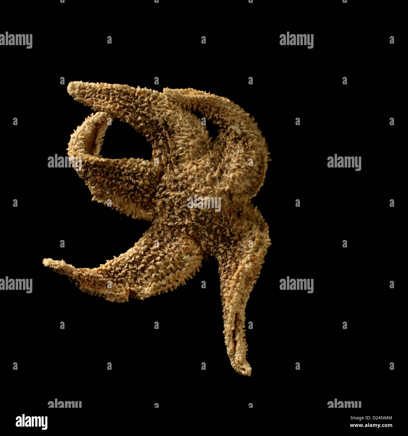 Starfish assomiglia a ballare, sfondo nero, studio photgraph Foto Stock