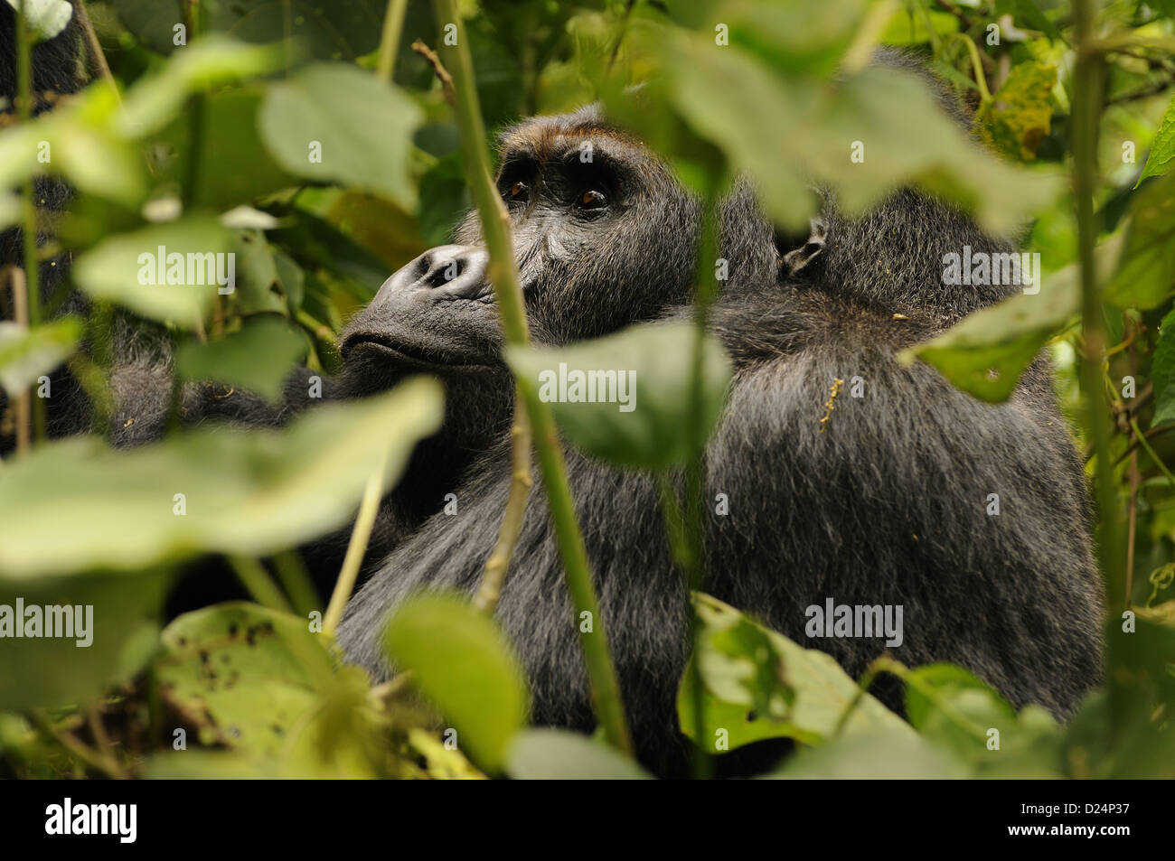 Est della pianura gorilla Gorilla beringei graueri 'Chimanuka' adulto maschio silverback tra sottobosco Kahuzi-Biega N.P Foto Stock