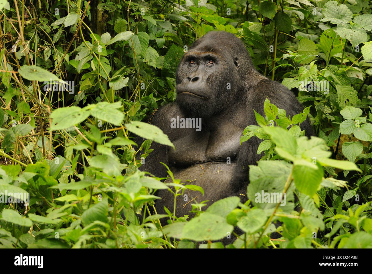 Est della pianura gorilla Gorilla beringei graueri 'Chimanuka' adulto maschio silverback seduta nel sottobosco Kahuzi-Biega Foto Stock