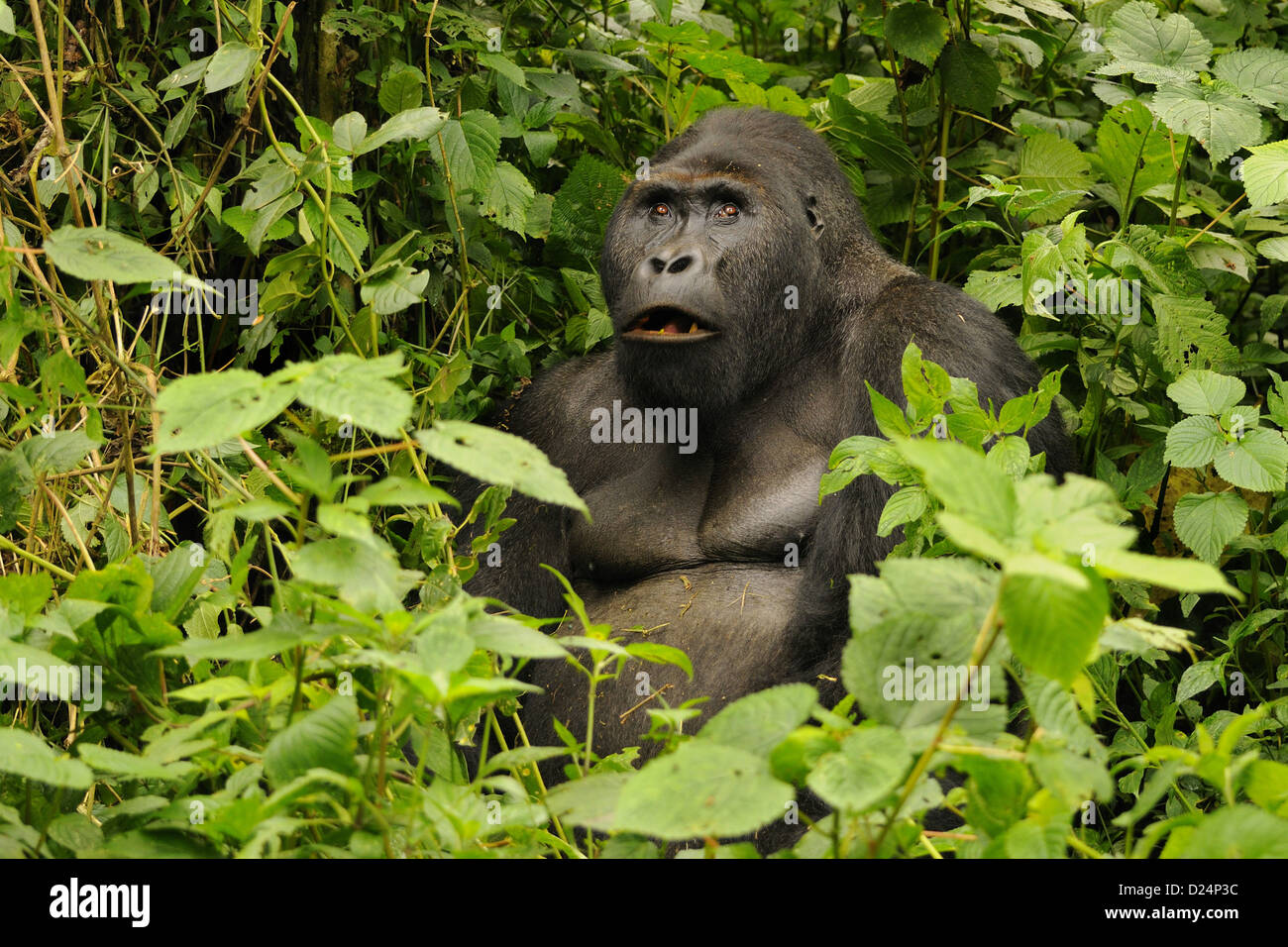 Est della pianura gorilla Gorilla beringei graueri 'Chimanuka' adulto maschio silverback alimentazione nel sottobosco Kahuzi-Biega Foto Stock