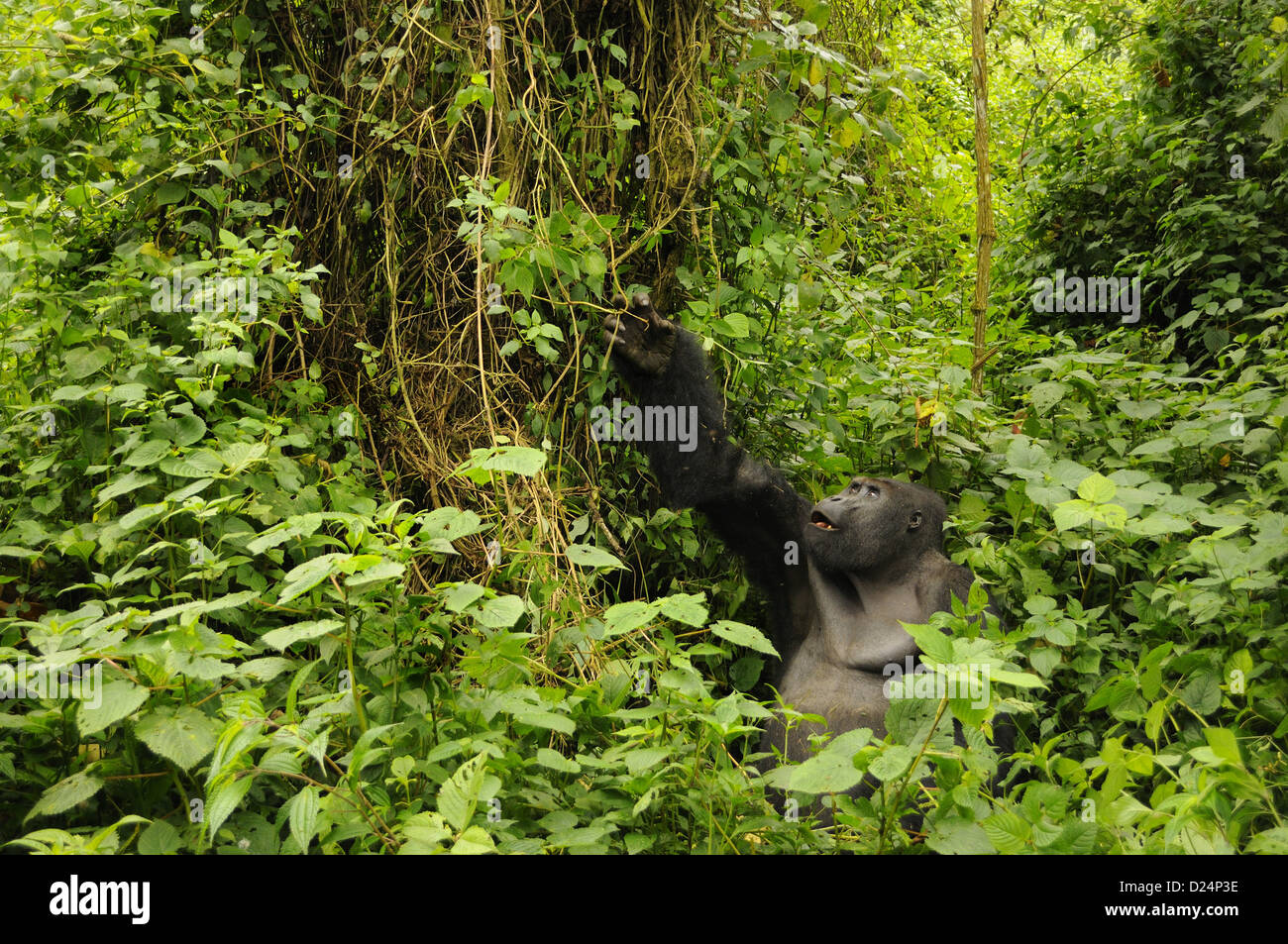 Est della pianura gorilla Gorilla beringei graueri 'Chimanuka' adulto maschio silverback alimentando in habitat della foresta Kahuzi-Biega N.P Foto Stock