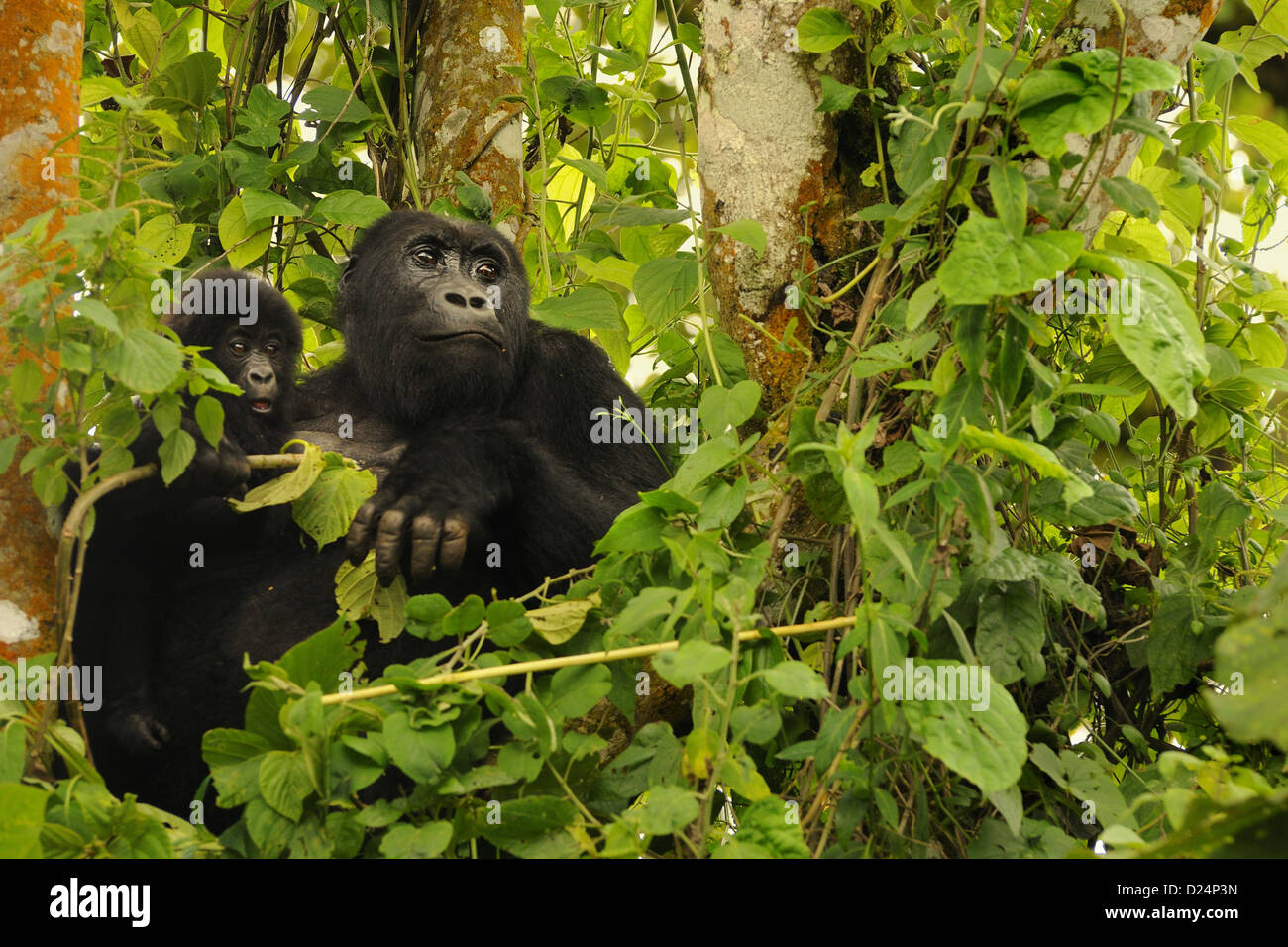 Est della pianura gorilla Gorilla beringei graueri femmina adulta con giovani 'Chimanuka' famiglia N.P Kahuzi-Biega Kivu Foto Stock