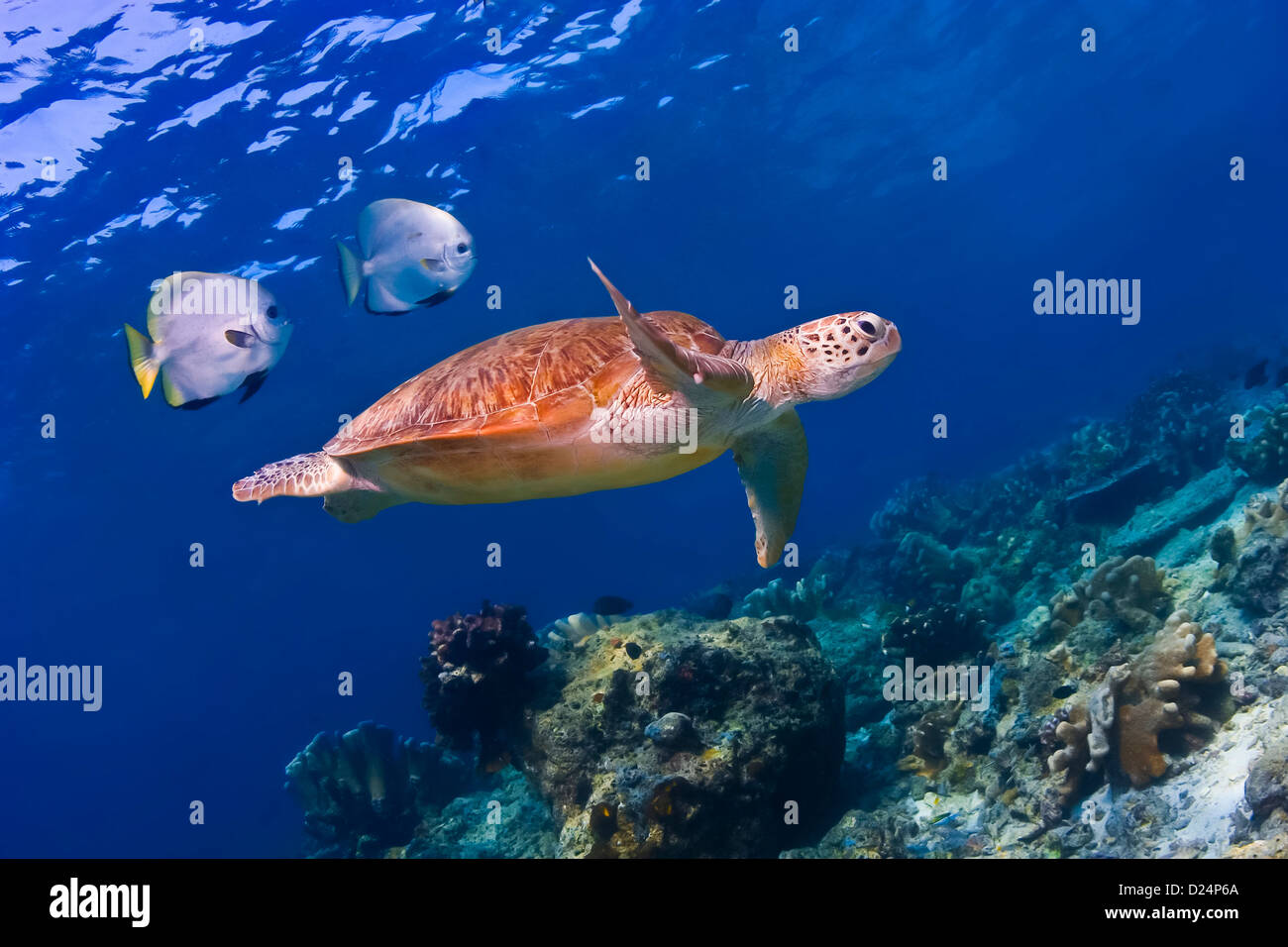 Nuoto tartarughe di mare oltre la barriera corallina è seguita da due Batfish blu su fondo di acqua sott'acqua. Foto Stock